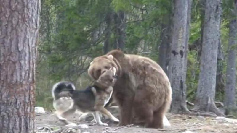 gos amb un ós