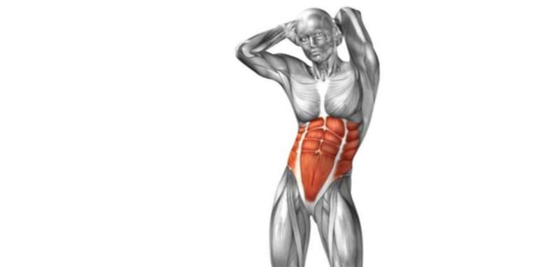 estructura muscular del abdomen