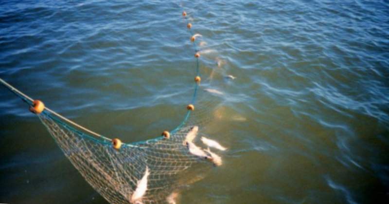 Red de pesca con peces.