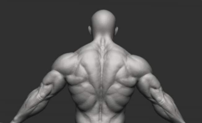 Anatomía del músculo de la espalda