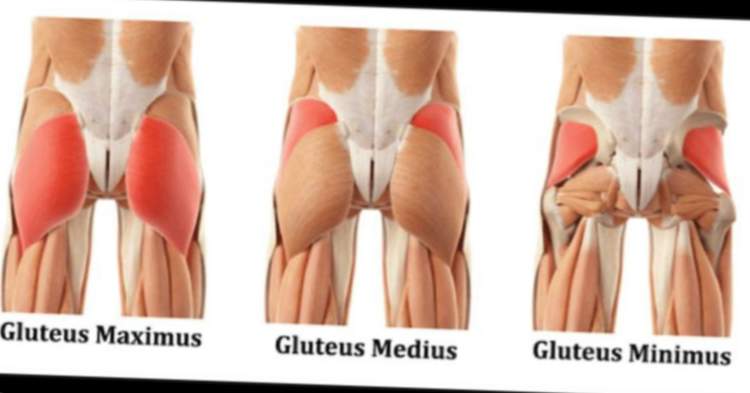 La estructura de los músculos glúteos.