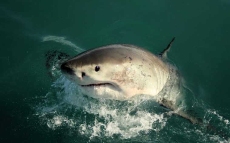 pesca real de tiburones blancos