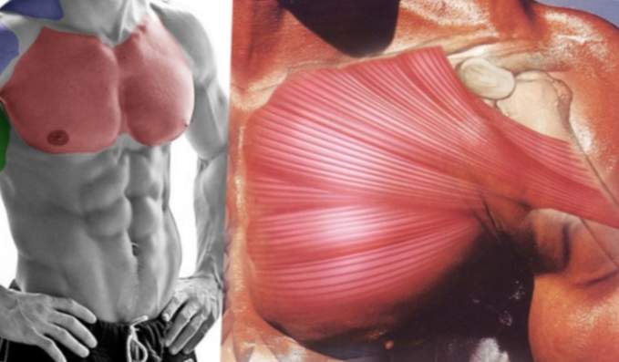 Músculos pectorales