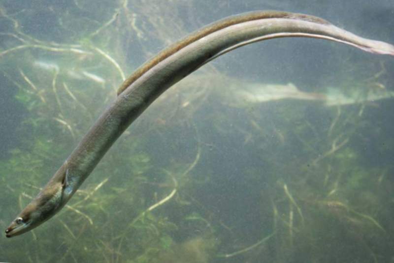 Anguila en agua