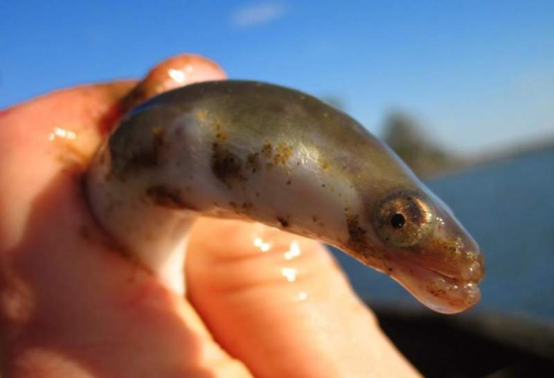 L’anguila en mans d’un pescador