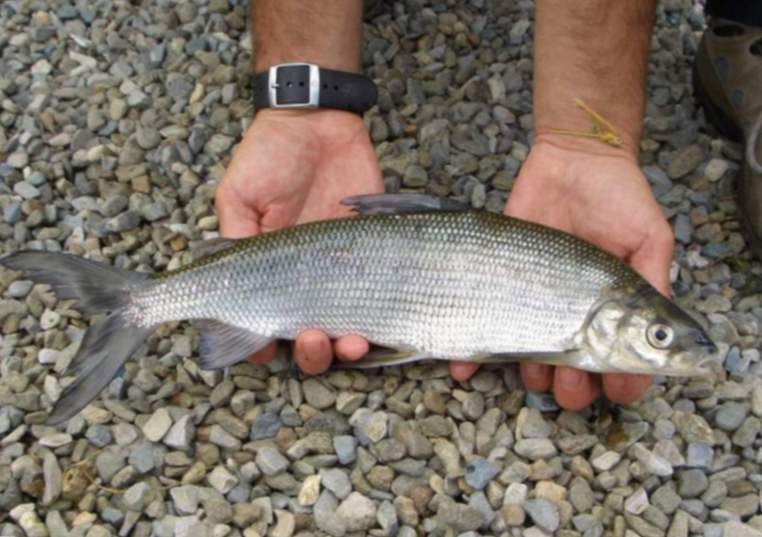Peix blanc en mans d’un pescador