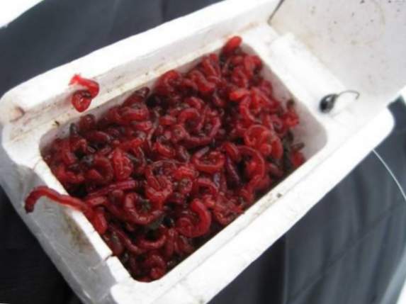 cum să stocați viermi de sânge într-un vierme de sânge într-o casă