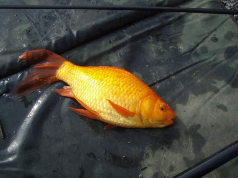 Goldfish en el Ob.